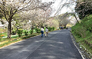 浜松総合公園(はままつフラワーパーク)舗装改修工事
